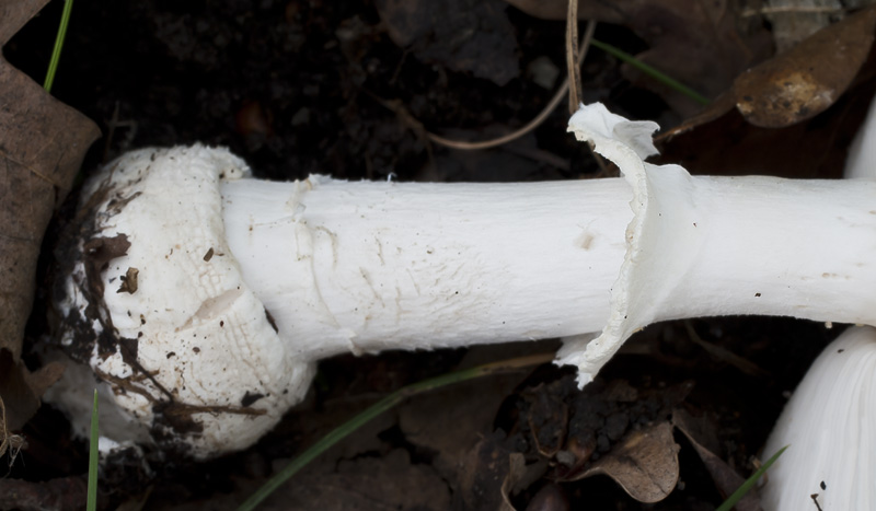 Amanita pantherina